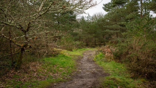 Diverse countryside on the estate at Godolphin, Cornwall